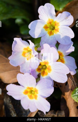 Blass lila Blüten der Unterarten des UK native Primel, Primula Vulgaris Subspecies sibthorpii Stockfoto