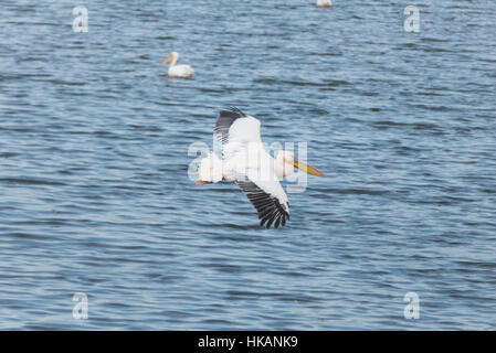 Pelikan-Migration bei Viker Lookout, Israel Stockfoto