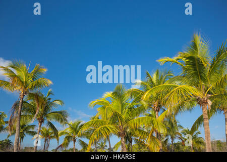 SPITZEN DER PALM BÄUME MATHESON HÄNGEMATTE COUNTY PARK MIAMI FLORIDA USA Stockfoto