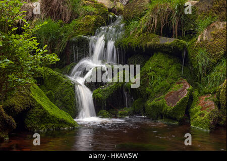 Wasserfälle in kleinen Costy Clough Wald von Bowland Stockfoto