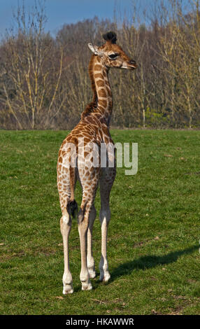 Giraffe (Giraffa Camelopardarlis) Kalb Stockfoto