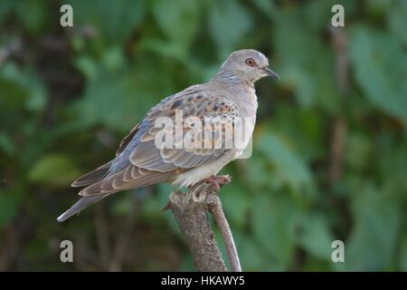 Turteltaube, juvenile Stockfoto