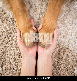 Mann hält in Händen Hundepfoten Stockfoto