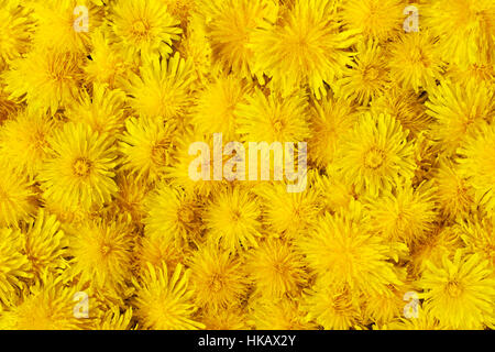 Gelbe Blumen Hintergrund mit viel Löwenzahn Stockfoto