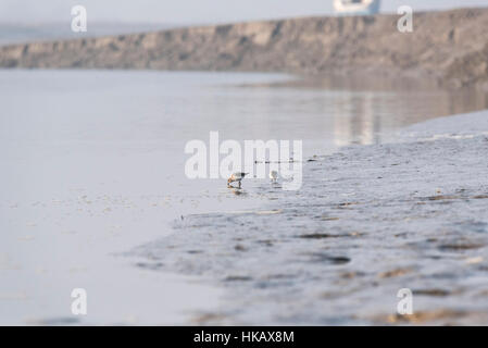 Zwei Futtersuche Flussuferläufer Stockfoto