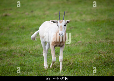 Ein junger Krummsäbel-horned Oryx Kalb zu Fuß in ein Feld Stockfoto