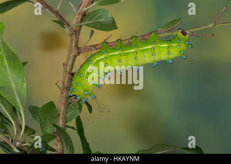 Großes Nachtpfauenauge, Wiener Nachtpfauenauge, Raupe, Saturnia Pyri, große Kaiser-Motte, riesigen Pfau Nachtfalter, große Pfau Moth, riesigen Kaiser Nachtfalter Stockfoto