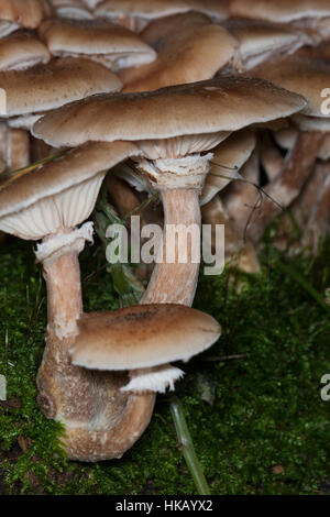 Gewöhnlicher Hallimasch, Dunkler Hallimasch, Halimasch, Honigpilz, Armillaria Solidipes, Armillaria Ostoyae, Armillariella Polymyces, dunklen Honig Fungu Stockfoto