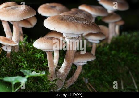 Gewöhnlicher Hallimasch, Dunkler Hallimasch, Halimasch, Honigpilz, Armillaria Solidipes, Armillaria Ostoyae, Armillariella Polymyces, dunklen Honig Fungu Stockfoto