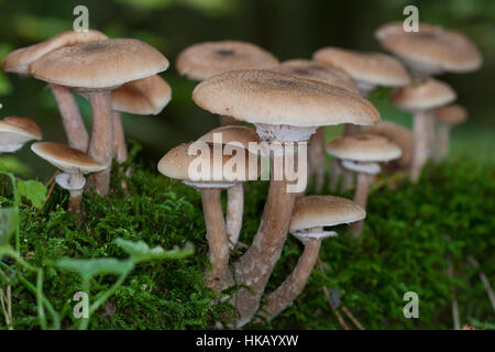 Gewöhnlicher Hallimasch, Dunkler Hallimasch, Halimasch, Honigpilz, Armillaria Solidipes, Armillaria Ostoyae, Armillariella Polymyces, dunklen Honig Fungu Stockfoto