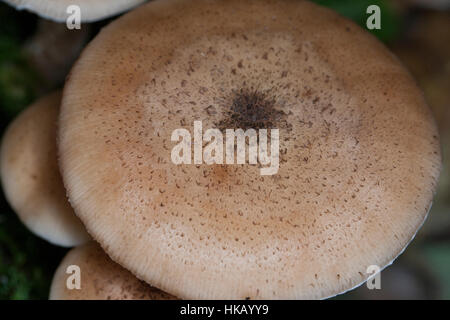 Gewöhnlicher Hallimasch, Dunkler Hallimasch, Halimasch, Honigpilz, Armillaria Solidipes, Armillaria Ostoyae, Armillariella Polymyces, dunklen Honig Fungu Stockfoto