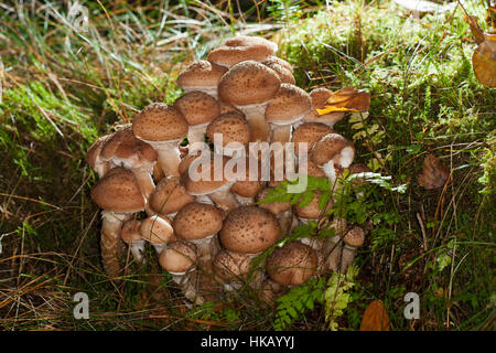 Gewöhnlicher Hallimasch, Dunkler Hallimasch, Halimasch, Honigpilz, Honig-Pilz, Armillaria Solidipes, Armillaria Ostoyae, Armillariella Polymyces, dunkel Stockfoto