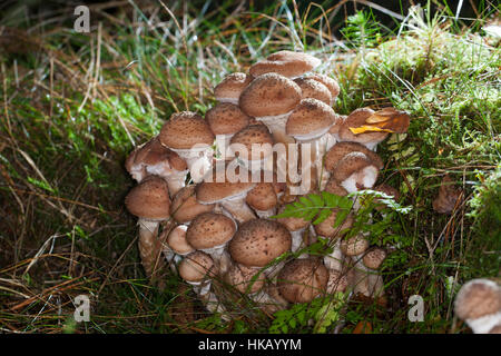 Gewöhnlicher Hallimasch, Dunkler Hallimasch, Halimasch, Honigpilz, Honig-Pilz, Armillaria Solidipes, Armillaria Ostoyae, Armillariella Polymyces, dunkel Stockfoto