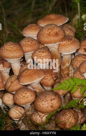 Gewöhnlicher Hallimasch, Dunkler Hallimasch, Halimasch, Honigpilz, Honig-Pilz, Armillaria Solidipes, Armillaria Ostoyae, Armillariella Polymyces, dunkel Stockfoto
