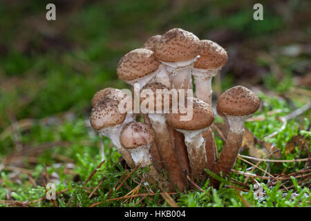 Gewöhnlicher Hallimasch, Dunkler Hallimasch, Halimasch, Honigpilz, Honig-Pilz, Armillaria Solidipes, Armillaria Ostoyae, Armillariella Polymyces, dunkel Stockfoto