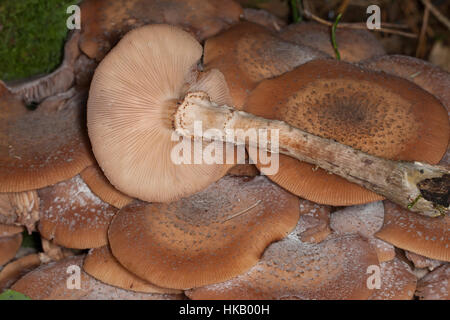 Gewöhnlicher Hallimasch, Dunkler Hallimasch, Halimasch, Honigpilz, Honig-Pilz, Armillaria Solidipes, Armillaria Ostoyae, Armillariella Polymyces, dunkel Stockfoto