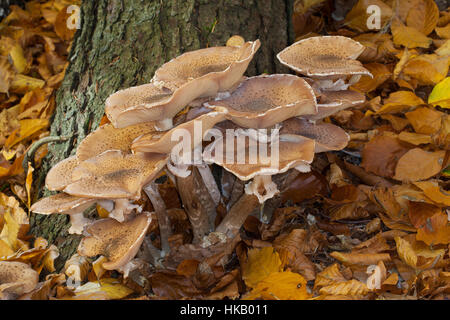 Gewöhnlicher Hallimasch, Dunkler Hallimasch, Halimasch, Honigpilz, Honig-Pilz, Armillaria Solidipes, Armillaria Ostoyae, Armillariella Polymyces, dunkel Stockfoto