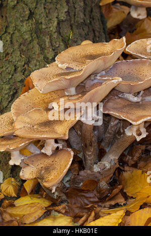 Gewöhnlicher Hallimasch, Dunkler Hallimasch, Halimasch, Honigpilz, Honig-Pilz, Armillaria Solidipes, Armillaria Ostoyae, Armillariella Polymyces, dunkel Stockfoto