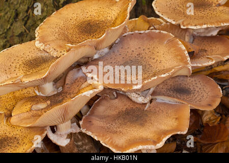 Gewöhnlicher Hallimasch, Dunkler Hallimasch, Halimasch, Honigpilz, Honig-Pilz, Armillaria Solidipes, Armillaria Ostoyae, Armillariella Polymyces, dunkel Stockfoto