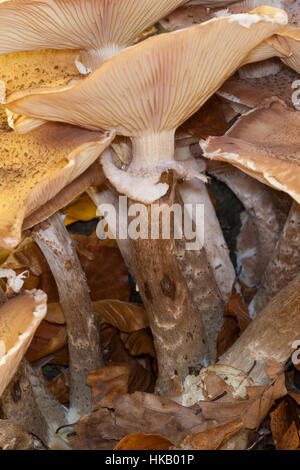 Gewöhnlicher Hallimasch, Dunkler Hallimasch, Halimasch, Honigpilz, Honig-Pilz, Armillaria Solidipes, Armillaria Ostoyae, Armillariella Polymyces, dunkel Stockfoto