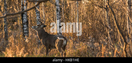 White-tailed Bock während der Brunft Stockfoto