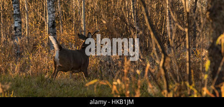 White-tailed Bock während der Brunft Stockfoto