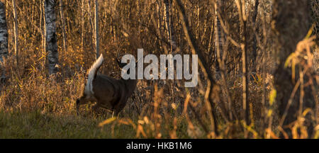 White-tailed Bock während der Brunft Stockfoto
