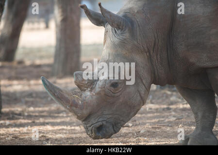 Besuch in Safari Ramat Gan, Israel Stockfoto