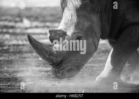 Besuch in Safari Ramat Gan, Israel Stockfoto