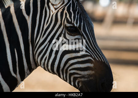 Besuch in Safari Ramat Gan, Israel Stockfoto