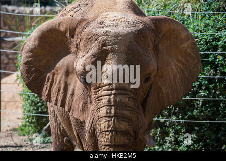 Besuch in Safari Ramat Gan, Israel Stockfoto