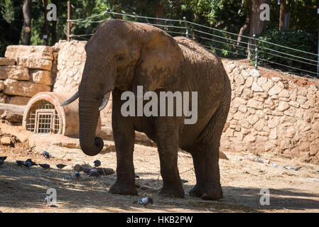 Besuch in Safari Ramat Gan, Israel Stockfoto