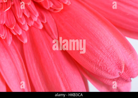 Rosa Gerbera Blume Blütenblätter abstrakte Makro Stockfoto