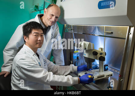 Washington, USA. 26. Januar 2017. Undatiertes Foto am 26. Januar 2017 von US Salk Institute veröffentlichte zeigt Jun Wu (vorne) und Juan Carlos Izpisua Belmonte, Ermittler des US Salk Institute for Biological Studies. Kühn, aber potenziell kontroversen Streben nach Lösungen für den weltweiten Mangel an Transplantation Organe haben Wissenschaftler versucht, menschliche Organe im Inneren Schweine zu züchten erfolgreich angebaut die ersten Chimäre Embryonen mit Zellen von Menschen und Schweinen, sagte sie am Donnerstag. Bildnachweis: US Salk Institute/Xinhua/Alamy Live-Nachrichten Stockfoto