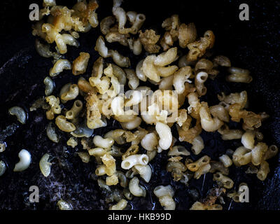 27. Januar 2017 - verdorben Lebensmittel: getrocknete Pasta in einer Pfanne (Credit-Bild: © Igor Golovniov über ZUMA Draht) Stockfoto