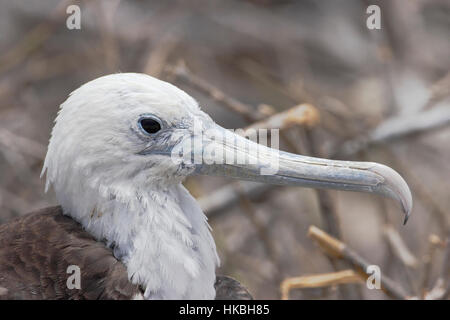Herrliche Fregattvogels (Fregata magnificens) Kopf Porträt, North Seymour, Galapagos-Inseln Stockfoto