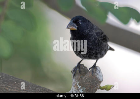 Mittelfein gemahlenen Finch (Geospiza fortis) auf Ast, Puerto Ayora, Santa Cruz, Galapagos-Inseln Stockfoto