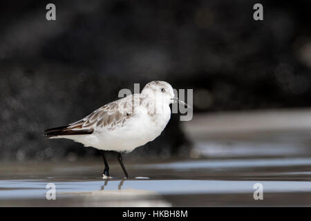 Sanderling (Calidris Alba), Tortuga Bay, Santa Cruz, Galapagos-Inseln Stockfoto