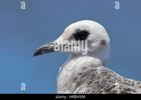 Zinnenkranz Möwe (Creagrus Furcatus) Kopf Porträt unreif, North Seymour, Galapagos-Inseln Stockfoto