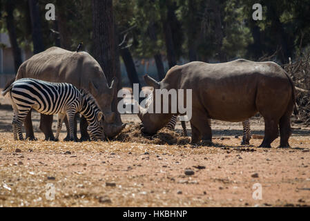 Besuch in Safari Ramat Gan, Israel Stockfoto