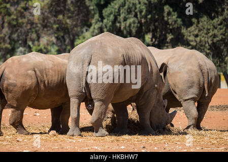 Besuch in Safari Ramat Gan, Israel Stockfoto