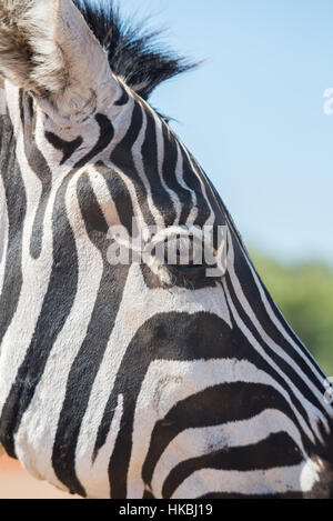 Besuch in Safari Ramat Gan, Israel Stockfoto