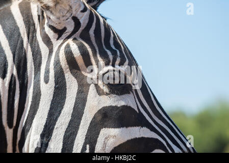 Besuch in Safari Ramat Gan, Israel Stockfoto