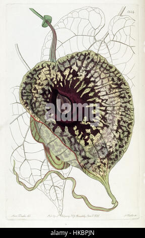 Die botanische Illustration von Aristolochia grandiflora, die 1824 im Edwards's Botanical Register aufgeführt wurde, zeigt die Besonderheiten dieser Pflanze. Bekannt für seine großen, ornamentalen Blumen, ist es ein Beispiel für botanische Kunst des 19. Jahrhunderts, die Pflanzenarten mit Präzision beschreibt. Stockfoto