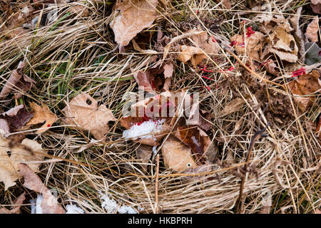 Weiß - angebundene Rotwild Blutspur Stockfoto