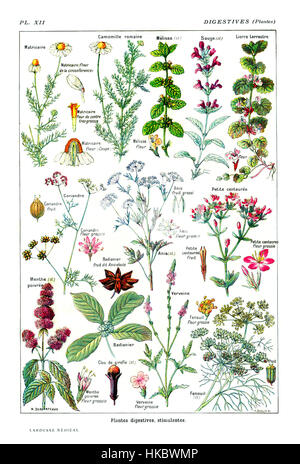 Eine botanische Illustration aus der Enzyklopädie „Larousse“ mit dem Titel „Verdauungspflanzen“, die Pflanzen zeigt, die für ihre Verdauungseigenschaften bekannt sind. Die Abbildung zeigt verschiedene Kräuter und Pflanzen, die traditionell für die Verdauung verwendet werden. Stockfoto