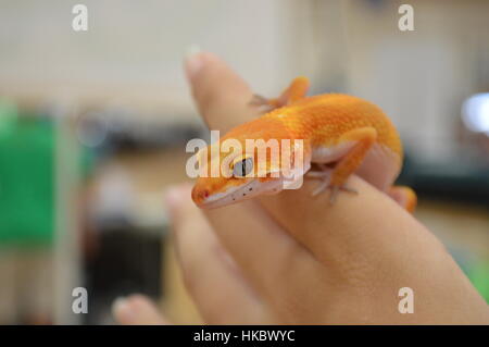 Super Hypo Tangerine Carrot Tail Baldy Leopardgecko (SHTCTB, Eublepharis Macularis) Stockfoto