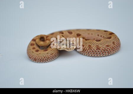 Albino Western Hognose Schlange Stockfoto