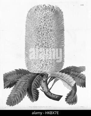 Diese Illustration aus Edwards Botanical Register zeigt Banksia undulata, eine in Australien heimische Pflanze. Die detaillierte Zeichnung hebt die einzigartige Struktur der Anlage hervor und ist Teil einer umfassenden botanischen Serie. Stockfoto