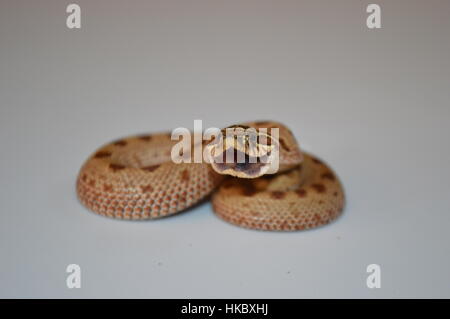 Albino Western Hognose Schlange Stockfoto